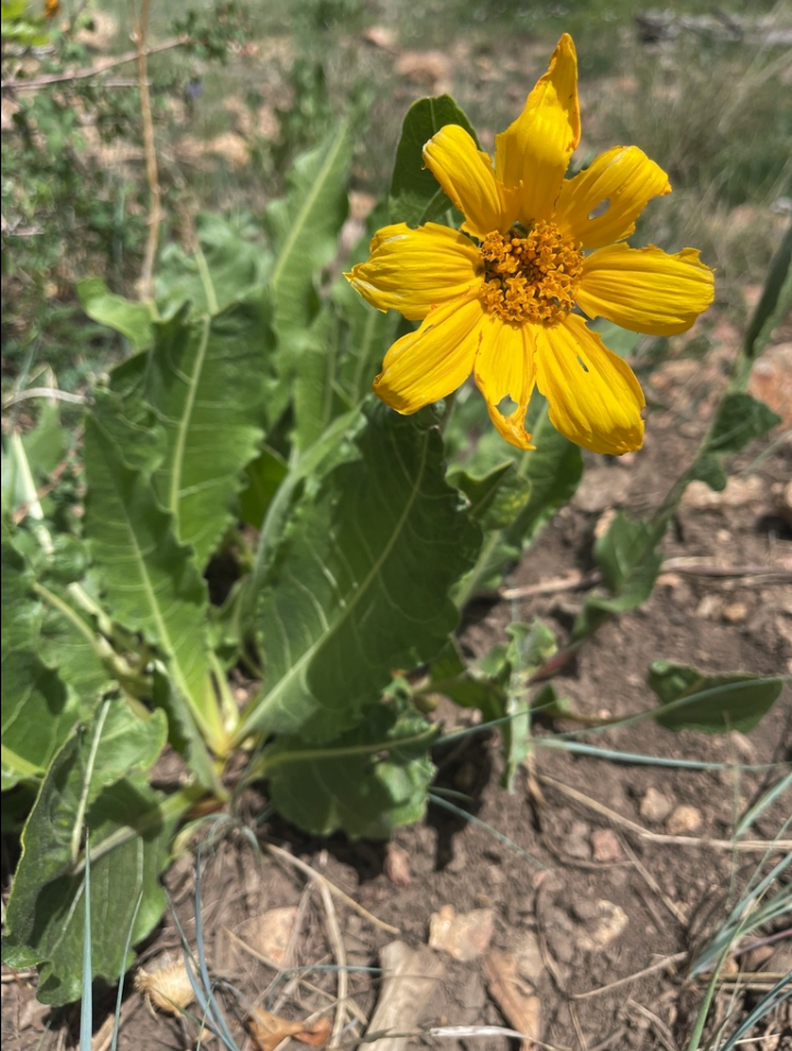 Mule ears
