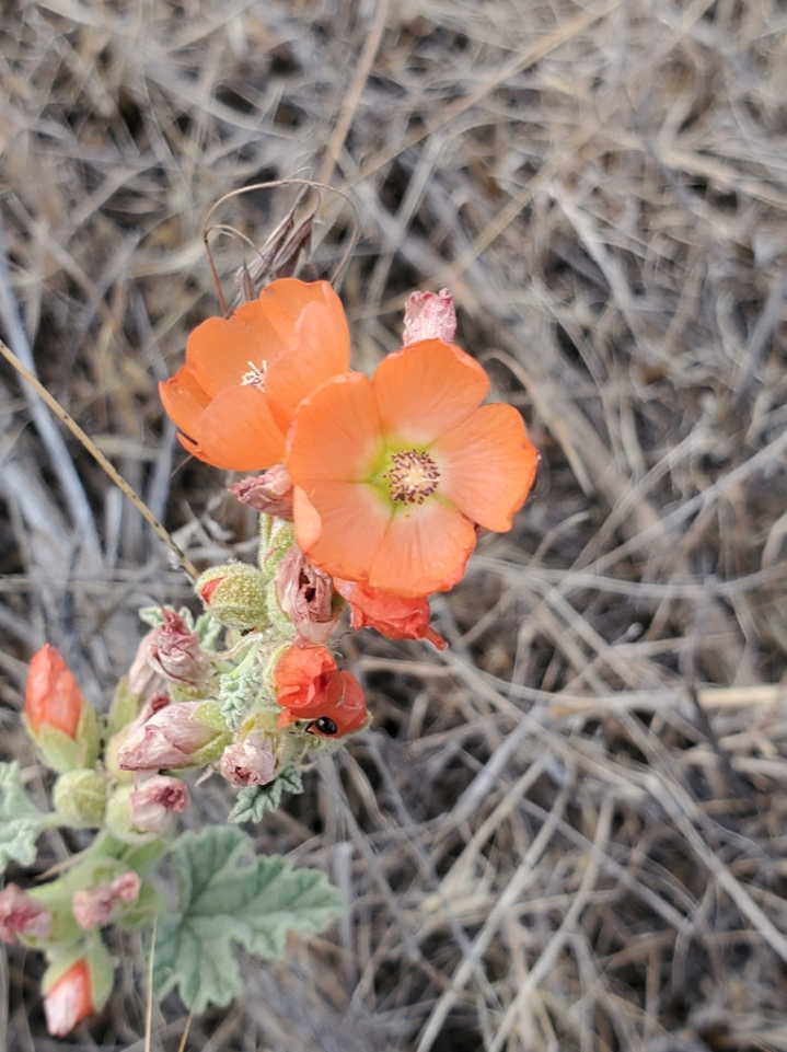 Munro globemallow