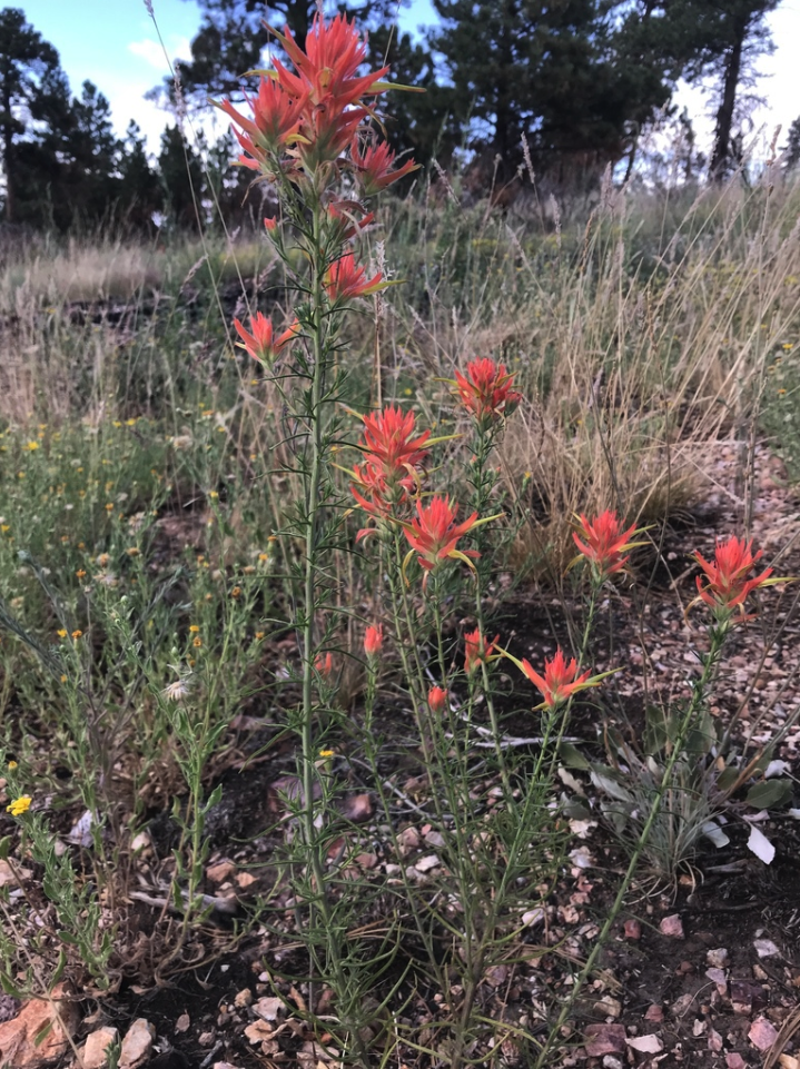 Narrowleaf Indian paintbrush