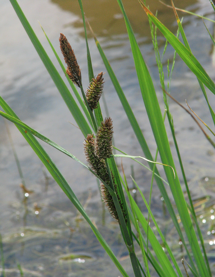Nebraska sedge