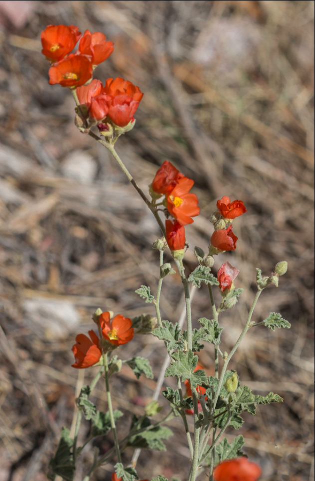Nelson globemallow