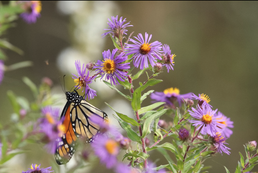 New England Aster