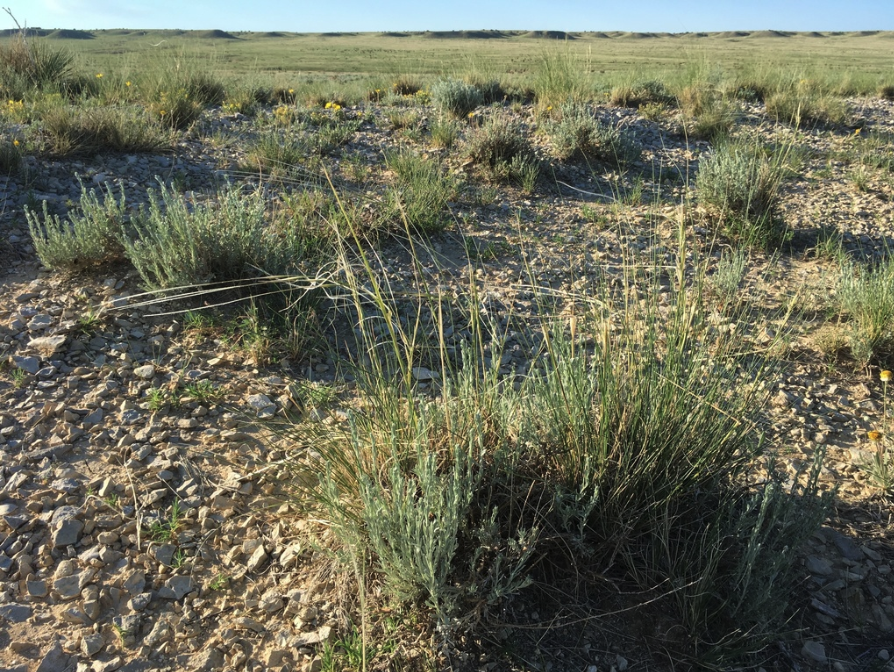 New Mexico needlegrass