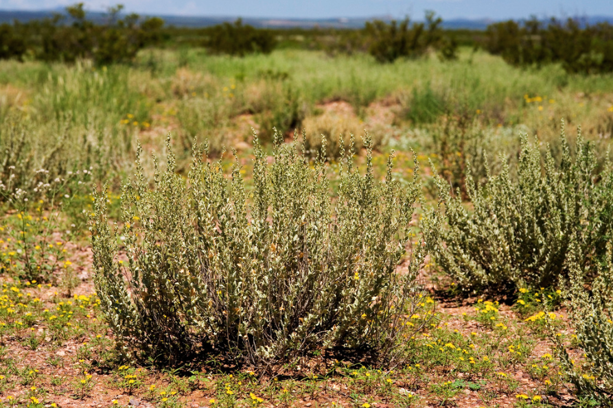 New Mexico saltbush