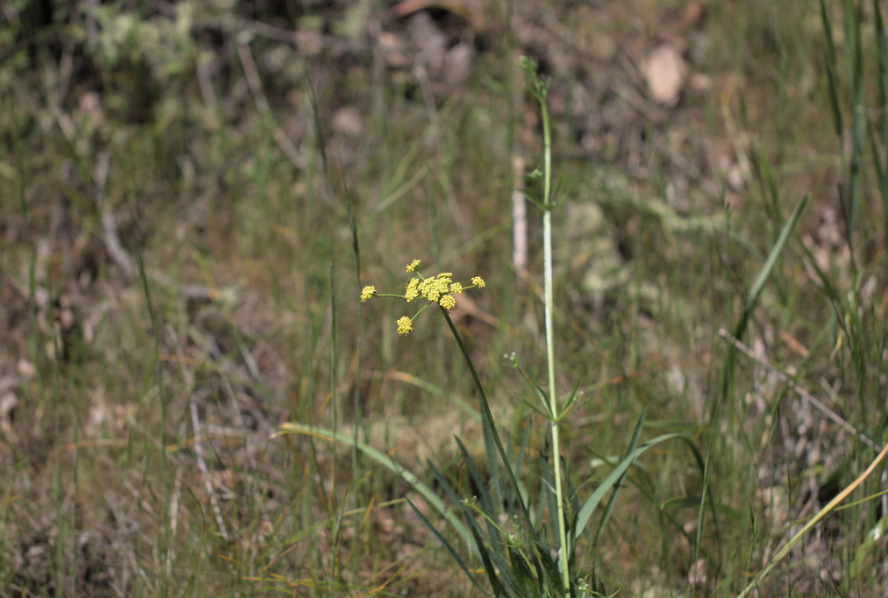 Nineleaf biscuitroot