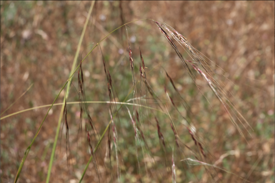 Nodding Needlegrass