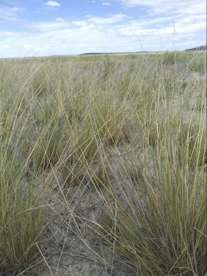 Nuttal alkaligrass