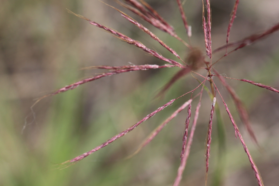 Old world (or Yellow) bluestem