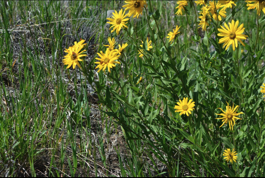 Oneflowered heliathela