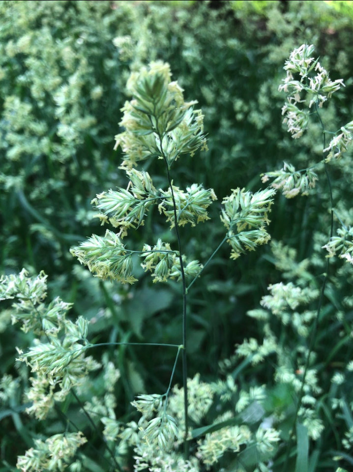 Orchardgrass