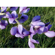 Indigo, Blue Wild (False)