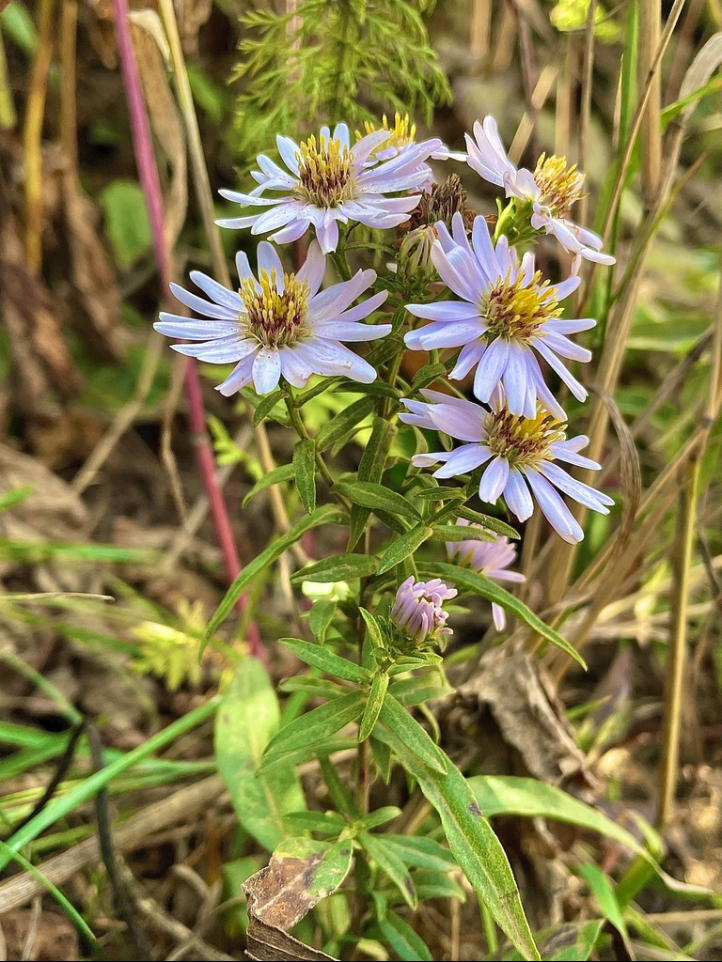 Pacific aster