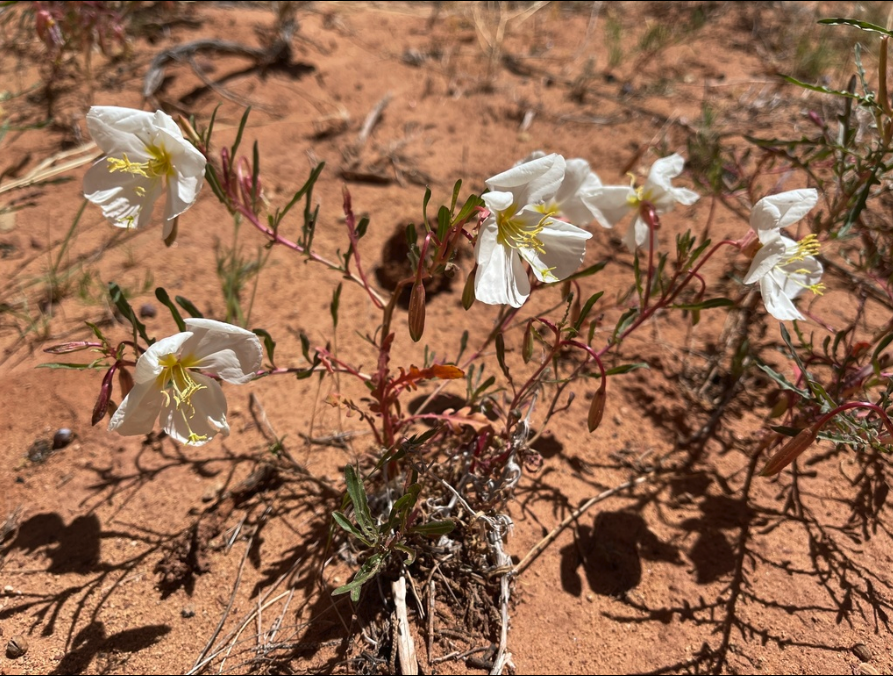 Pale evening primrose