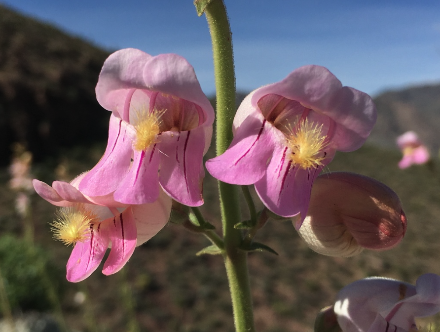 Palmer penstemon