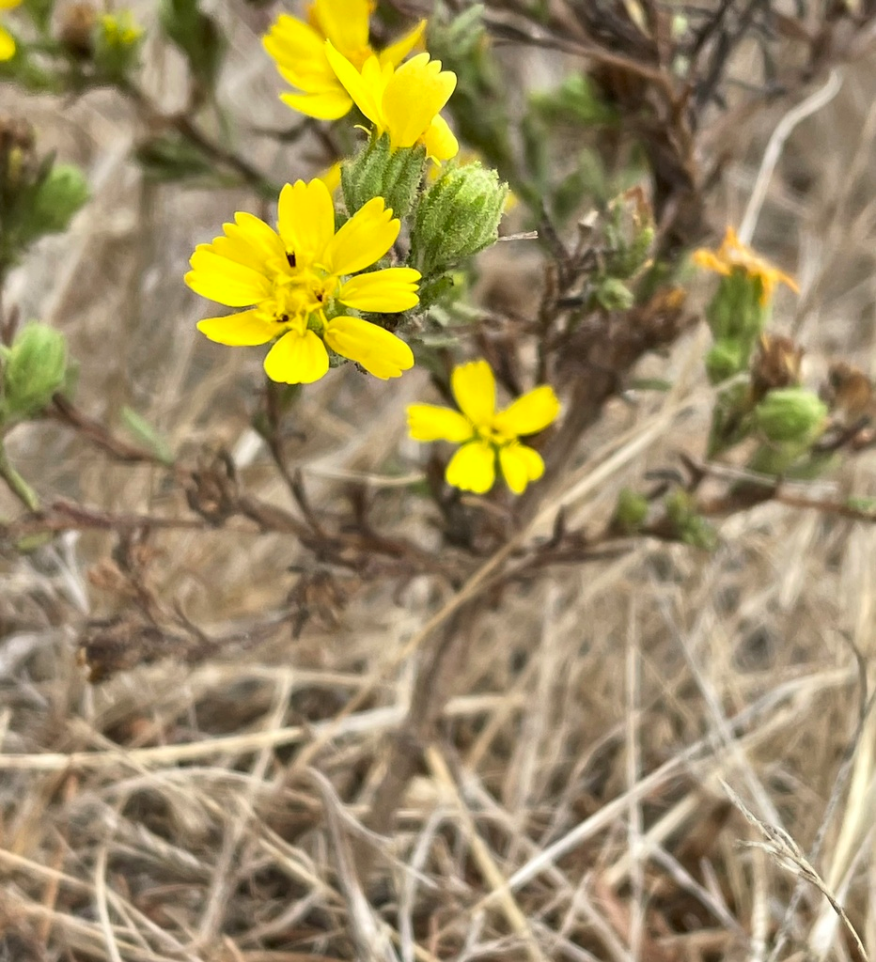 Paniculate Tarweed