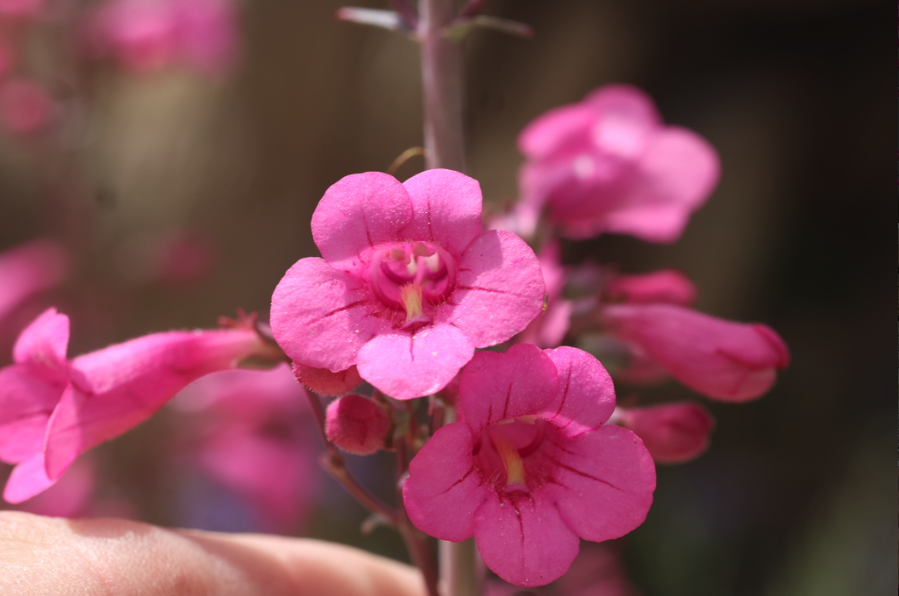 Parry penstemon
