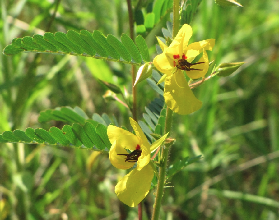 Partridge pea