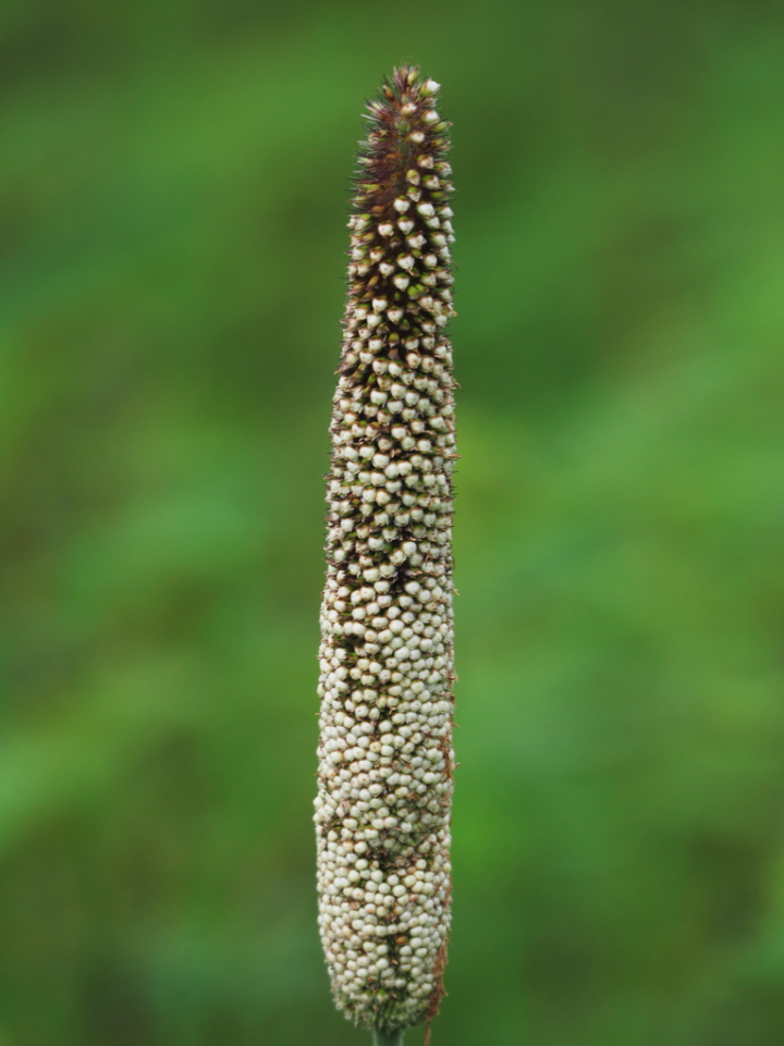 Pearl millet