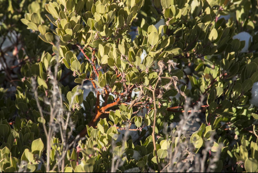 Pointleaf manzanita
