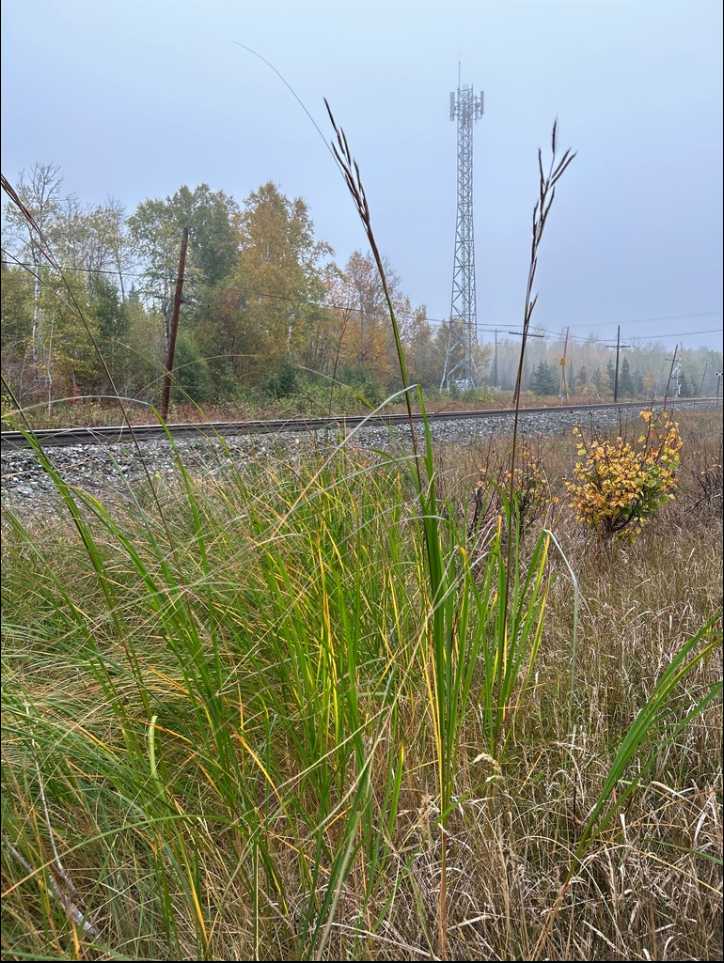 Prairie cordgrass