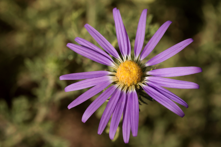 Prairie Aster
