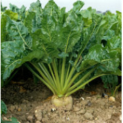 Sugar Beets