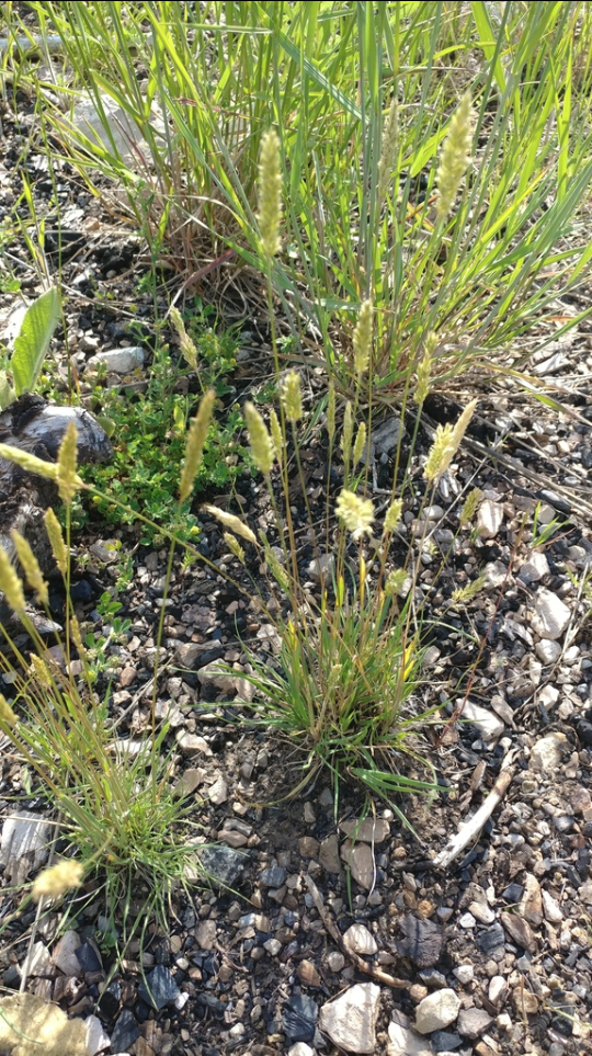 Prairie junegrass