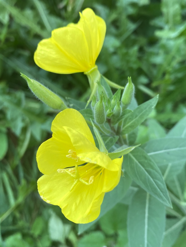 Primrose, Evening Common