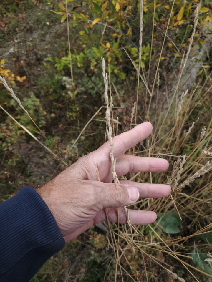 Pubescent wheatgrass