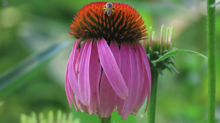 Purple coneflower