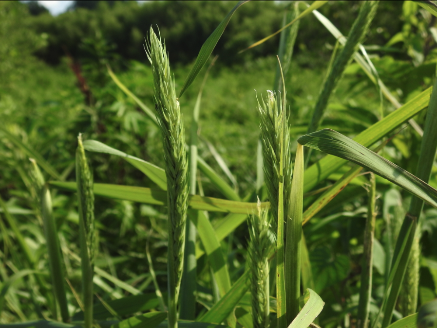 QuickGuard' Sterile Triticale