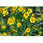 Marigold, Nodding Bur