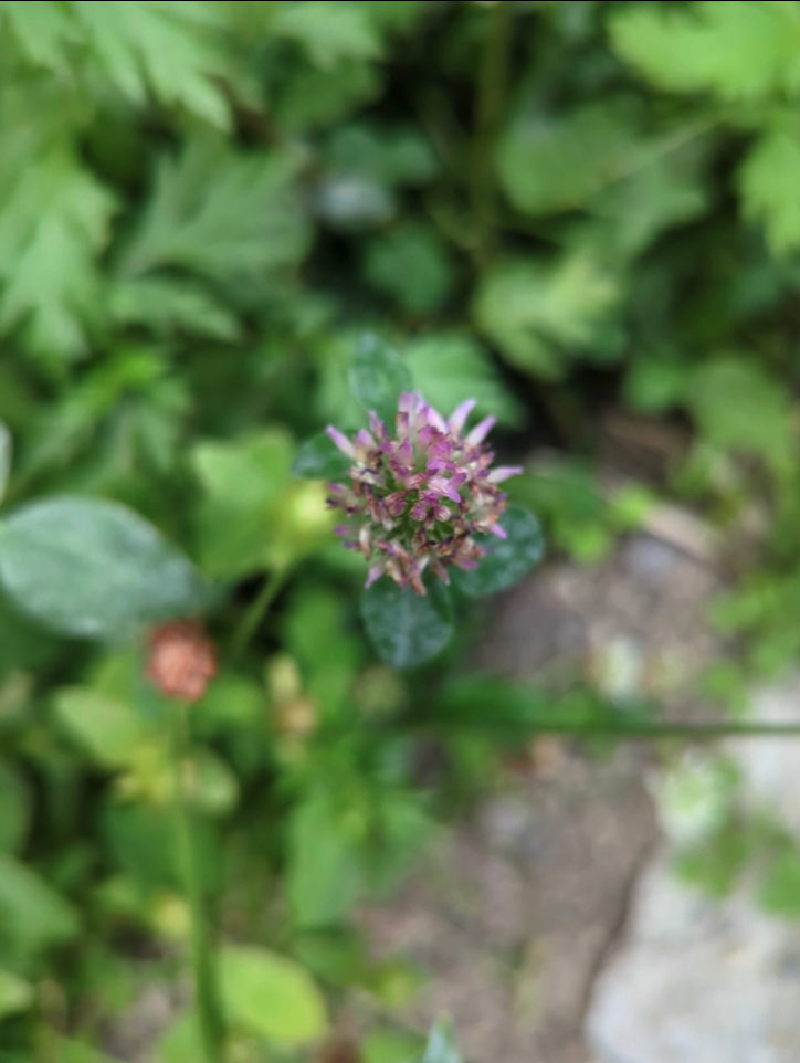 Red clover