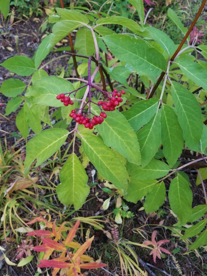 Red elderberry