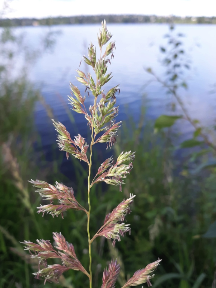 Reed canarygrass
