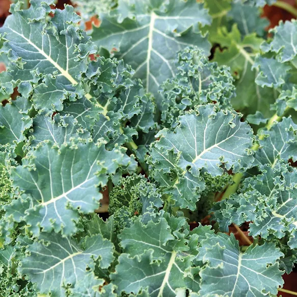 Kale