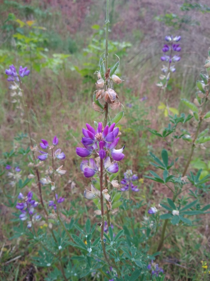Riverbank lupine