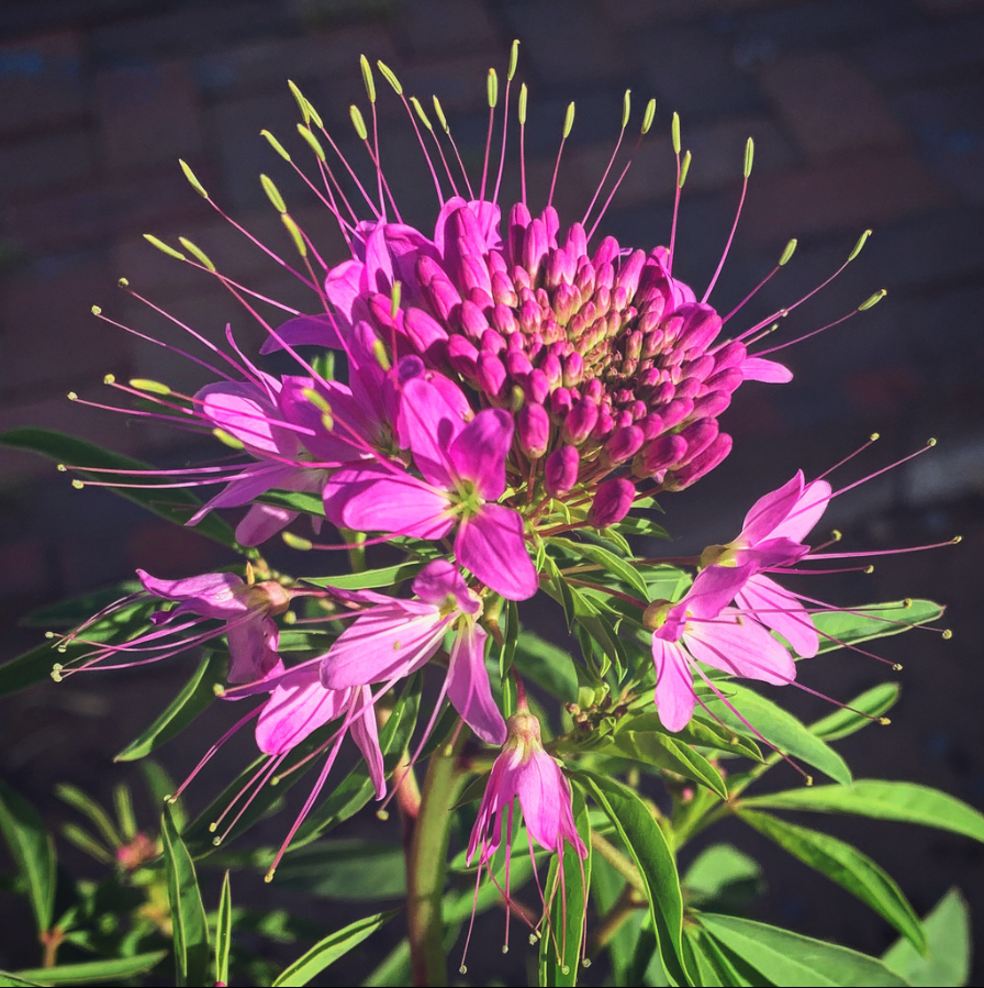 Rocky Mountain beeplant 