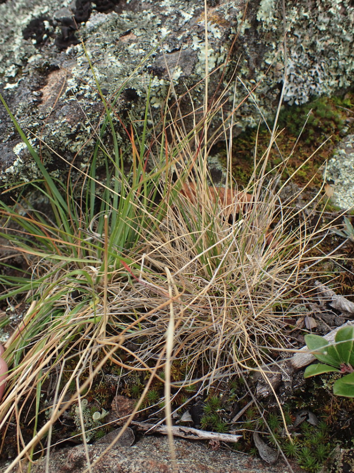 Rocky Mountain fescue