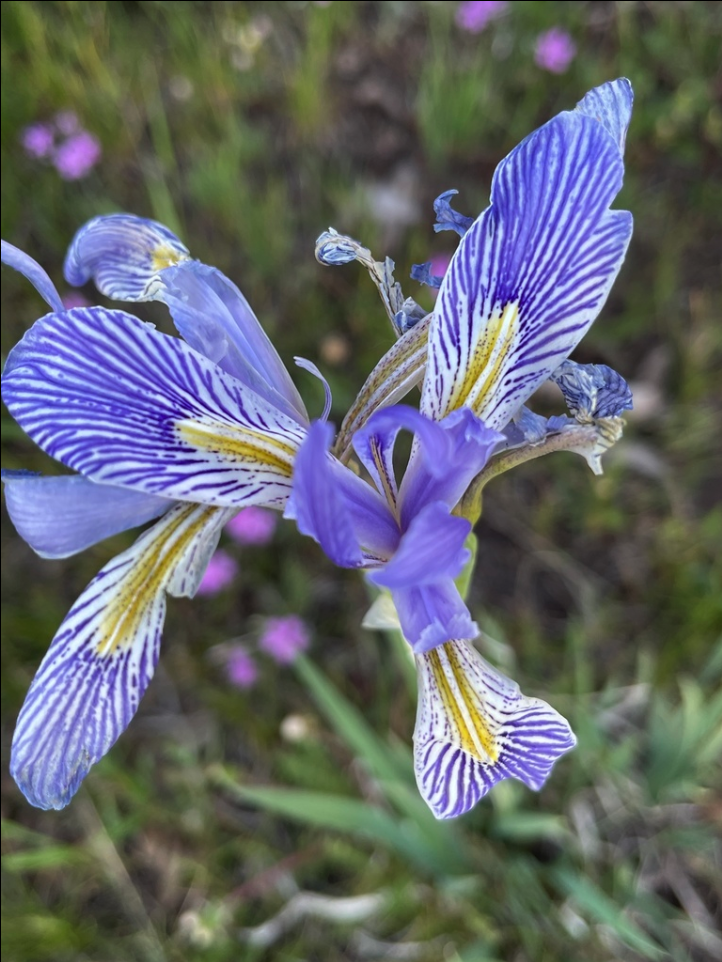 Rocky Mountain iris