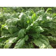 Hybrid Forage Brassica