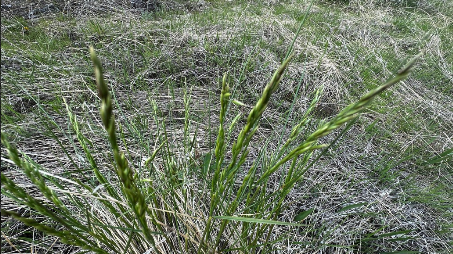 Rough fescue