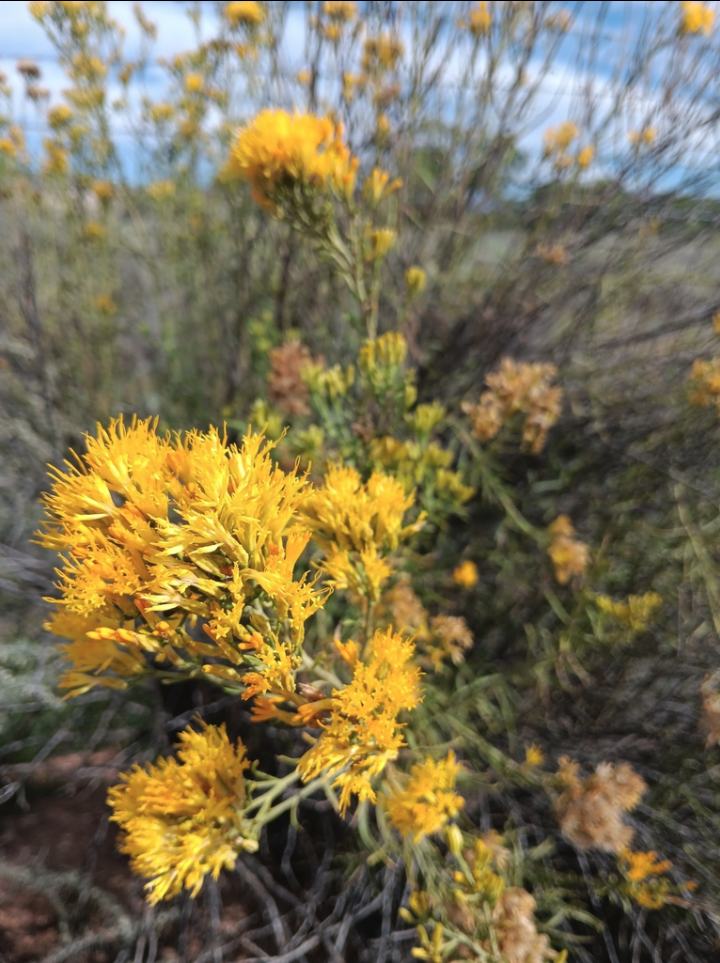 Rubber rabbitbrush