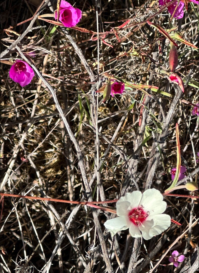 Ruby Chalice Clarkia