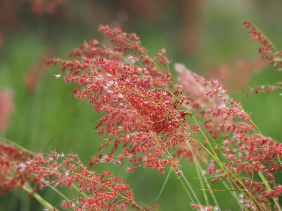 Ruby grass