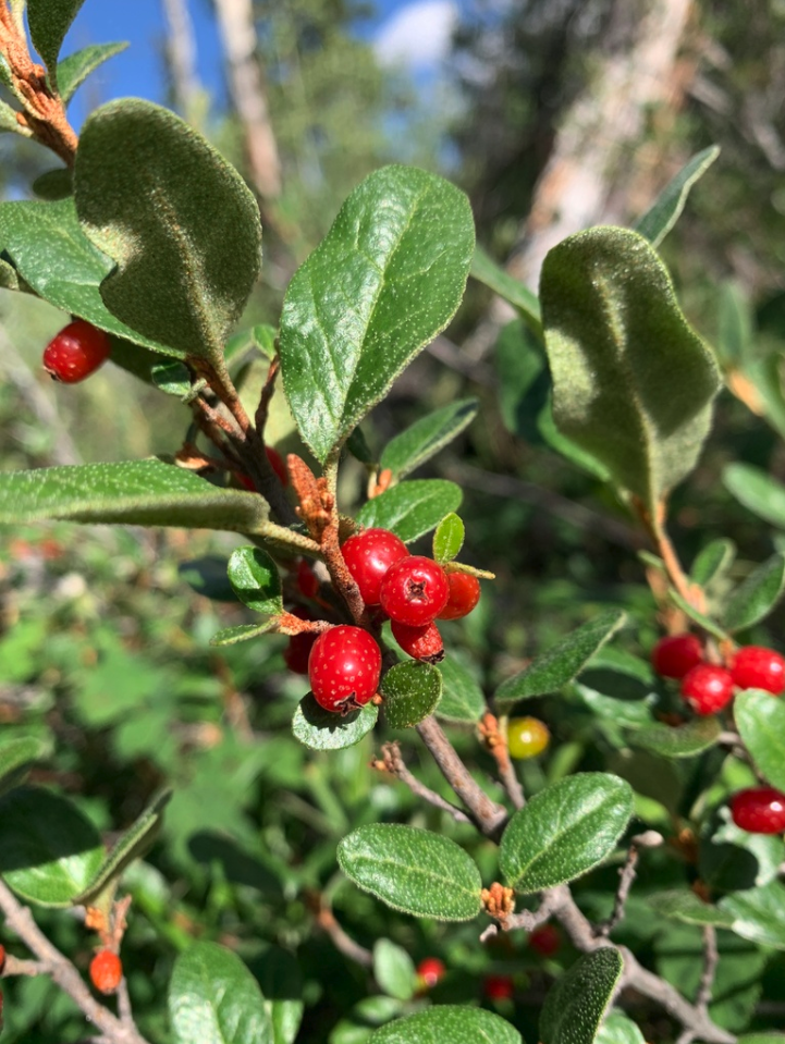 Russett buffaloberry