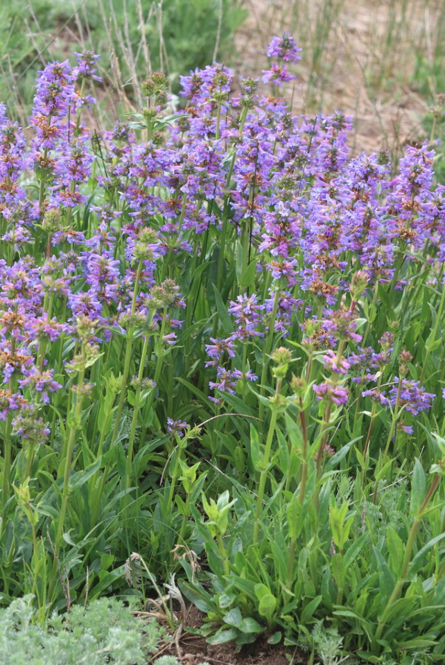Rydberg’s penstemon