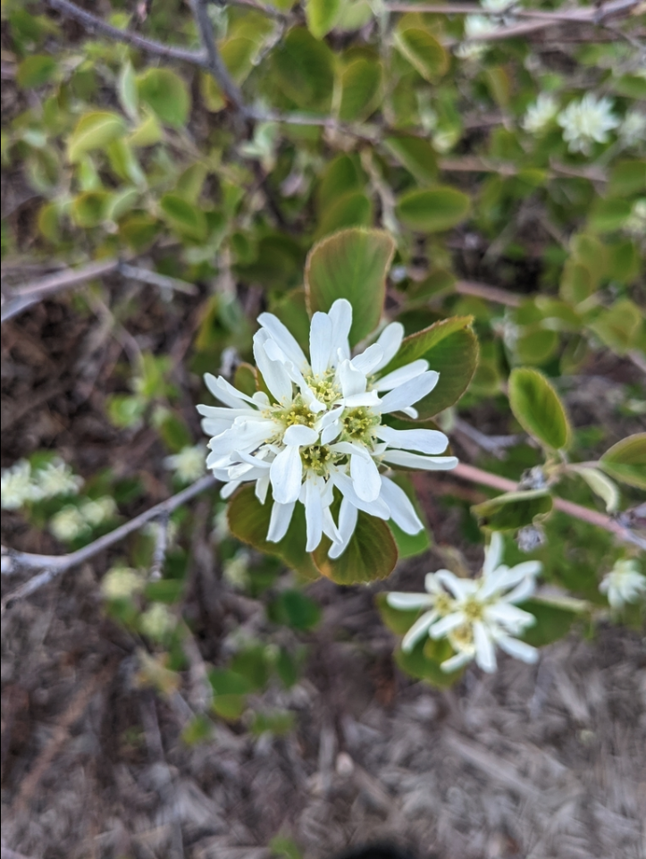 Saskatoon serviceberry