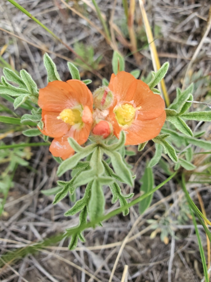Scarlet globemallow