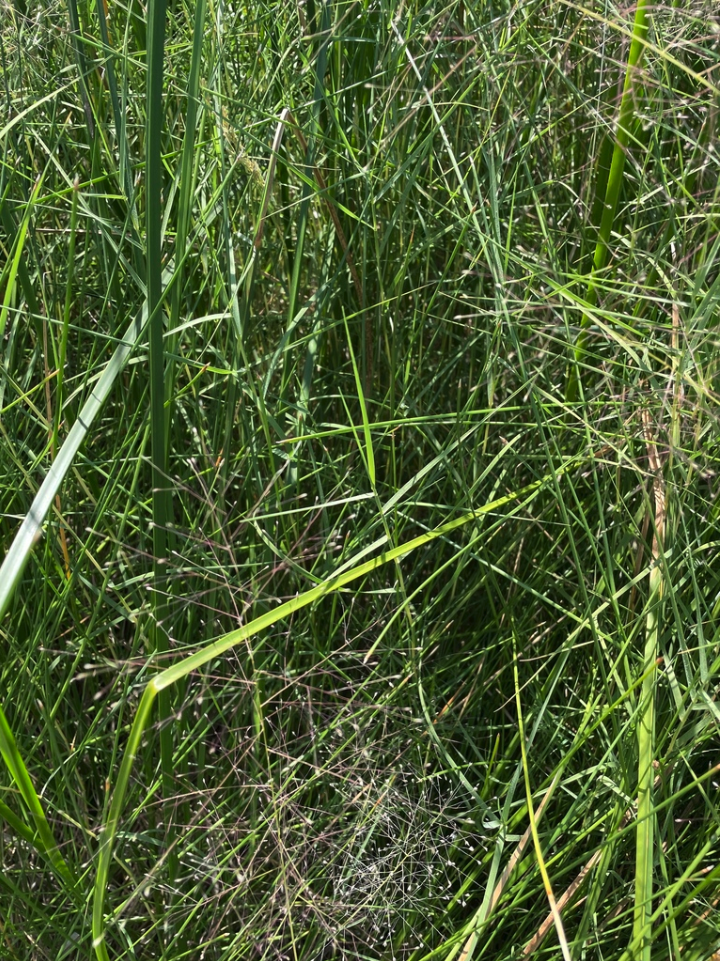 Scratchgrass